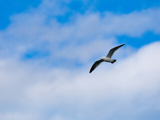 空飛ぶカモメ