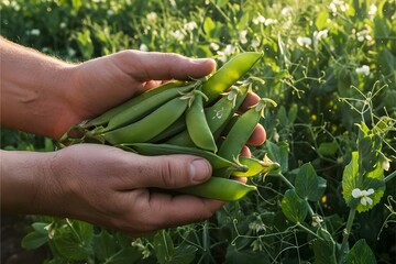 Fototapeta premium Hands holding green pea pods on plant background in summer field