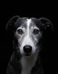 black and white dog