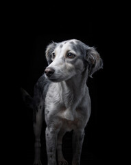 great dane dog