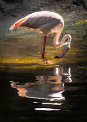 Flamingo and its reflection 