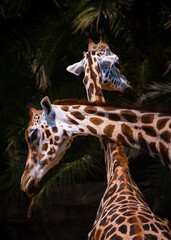Two giraffes
