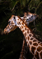 Two giraffes