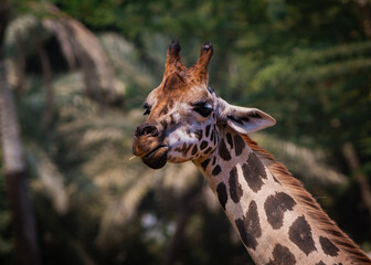 Giraffe