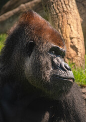 Silver gorilla © Luigi