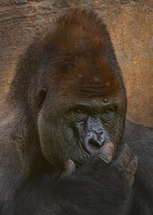 Silver gorilla © Luigi