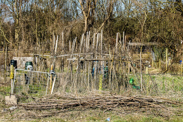 bean poles in the vegetable garden of the city garden in winter