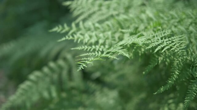 Dark Green Ferns Wallpaper. Wild forest Tropical Leaves Full Frame. Plant Texture. Perfect Natural Young Fern Pattern Background. Moody Feel. Top view. Copy space. Mock Up for Bio, Eco Products Ad
