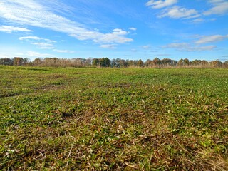 field of wheat