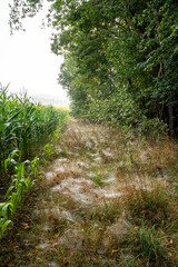 Obraz premium Spinnenweben verkünden den 