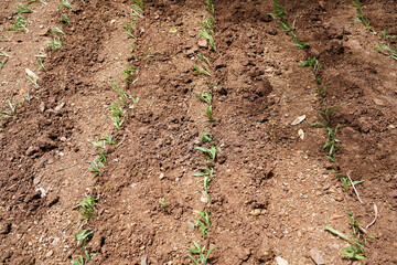 Agricultural landscape, arable crop field. Countryside landscape arable. Plowed soil in farmland prepared for planting.