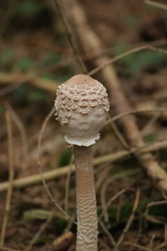 Parasol im Wald 