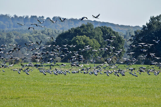 viele Kraniche im Flug