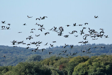 viele Kraniche im Flug