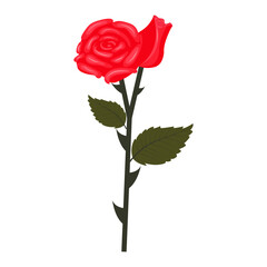 Fototapeta premium Lush flower and bud of red rose on one stem. Vector illustration isolated on white background.