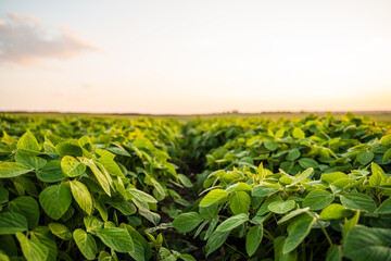 Close-up of young soybean sprouts grow in the field with a evening sunset sky