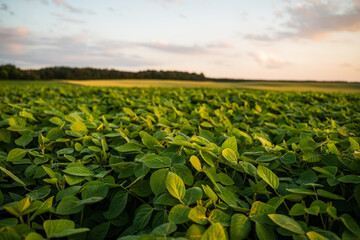 Close-up of young soybean sprouts grow in the field with a evening sunset sky