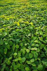 Top view of young soybean sprouts grow in the field with a evening sunset sky