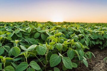 Close-up of young soybean sprouts grow in the field with a evening sunset sky