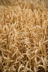 Close up golden ripe wheat spikes in summer farmland field