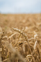Close up golden ripe wheat spikes in summer farmland field