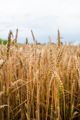 Close up golden ripe wheat spikes in summer farmland field