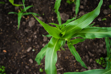 Fresh green young corn leaves growing on a garden.