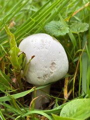 mushrooms in the grass