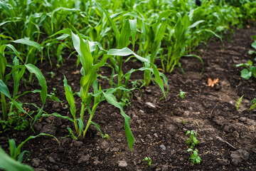 Fresh green young corn leaves growing on a garden.