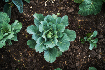 Young cabbage plants growing on soil in agricultural vegetable field