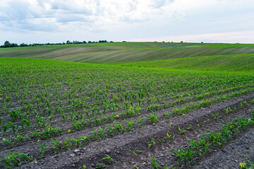 Corn field with green seedlings sprouting from soil rows under cloudy sky