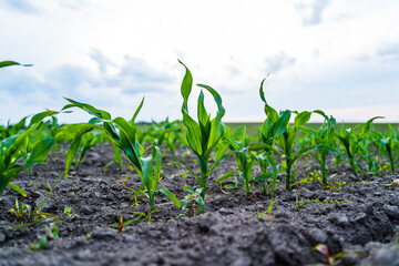 Corn field with green seedlings sprouting from soil rows close up.