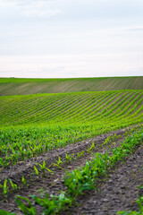 Corn field with green seedlings sprouting from soil rows under cloudy sky