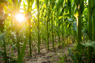 Corn leaves glowing in sunlight on agricultural field