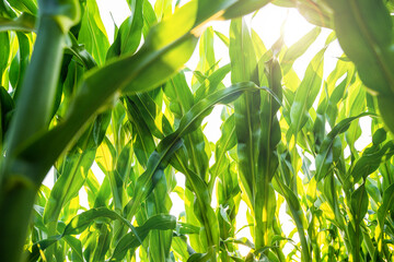 Corn leaves glowing in sunlight on agricultural field