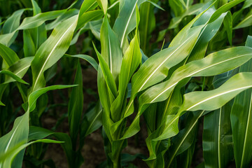 Naklejka premium Fresh green corn leaves growing on a cornfield in farmland under summer daylight