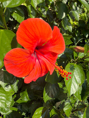 Red Hibiscus Flower in Bloom