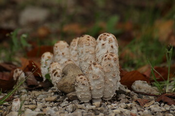 Schopftintlinge im Wald 