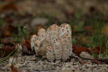 Schopftintlinge im Wald 