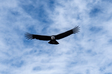 Condor Atacando