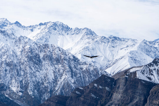 Condor en la cordillera de los Andes