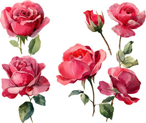 bouquet of red roses