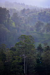 Misty hills and lush green forest landscape in Talawakelle, Sri Lanka.