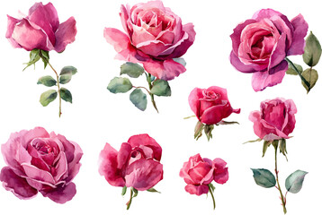 bouquet of pink roses
