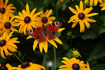 A Peacock butterfly ( Aglais io) sits on a rudbeckia "Goldsturm" flower.