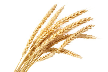 Golden wheat stalks against a stark black background