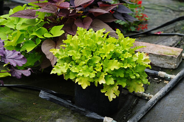 A close-up of Heuchera "Lime Marmalade" grown in greenhouse pots