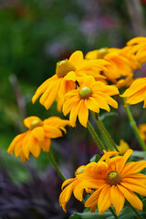 Close-up of yellow flowering rudbeckia "Autumn colors"