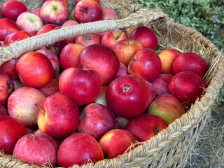 Red apples in the basket.