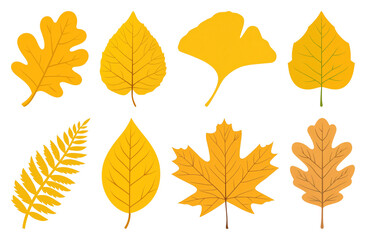 Obraz premium PNG Colorful autumn leaves illustration, element set on transparent background